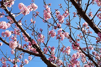 近所の桜(ハルメキという種類です)