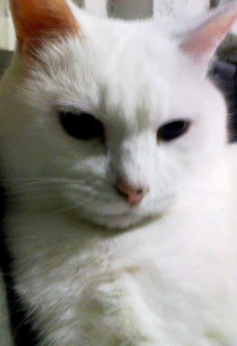 まったり猫